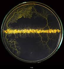 Attēlu rezultāti vaicājumam “Physarum orbis”
