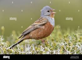 Image result for Emberiza caesia