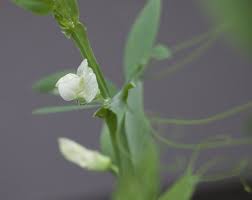 Attēlu rezultāti vaicājumam “Lathyrus latifolius bud”