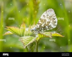 Attēlu rezultāti vaicājumam “Anthocharis cardamines underside”
