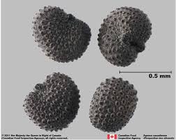 Attēlu rezultāti vaicājumam “Silene viscaria fruit”