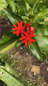 Attēlu rezultāti vaicājumam “Silene chalcedonica leaf”
