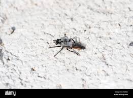 Attēlu rezultāti vaicājumam “Choerades sp.”