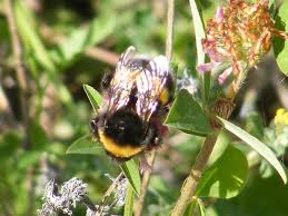 Attēlu rezultāti vaicājumam “Bombus terrestris”