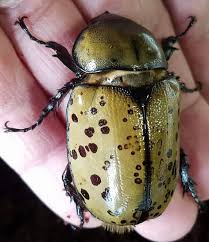 Attēlu rezultāti vaicājumam “Coleoptera”