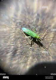 Attēlu rezultāti vaicājumam “Blepharidopterus angulatus”