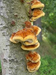 Attēlu rezultāti vaicājumam “Inonotus rheades”