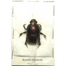 Attēlu rezultāti vaicājumam “Scarabaeidae”