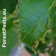 Attēlu rezultāti vaicājumam “Pristiphora maesta”