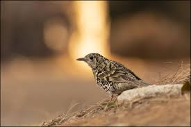 Image result for Zoothera dauma