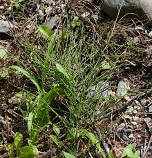 Attēlu rezultāti vaicājumam “Equisetum pratense”