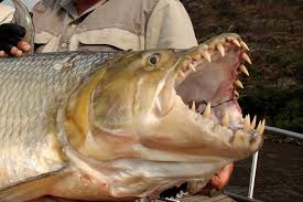 Image result for Goliath Tigerfish