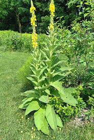 Image result for Verbascum densiflorum