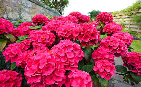 Attēlu rezultāti vaicājumam “Hydrangea”