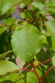 Attēlu rezultāti vaicājumam “Prunus armeniaca leaf”