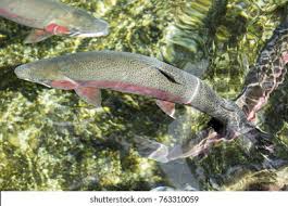 Image result for Oncorhynchus mykiss