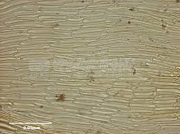 Attēlu rezultāti vaicājumam “Campylium chrysophyllum”