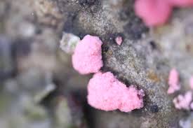 Attēlu rezultāti vaicājumam “Illosporiopsis christiansenii”