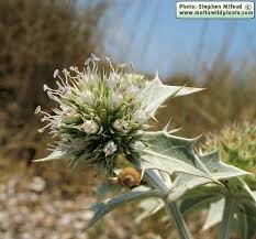 Attēlu rezultāti vaicājumam “Eryngium maritimum leaf”