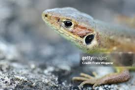 Attēlu rezultāti vaicājumam “Lacerta vivipara juvenile”