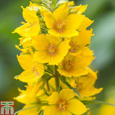Attēlu rezultāti vaicājumam “Lysimachia punctata flower”