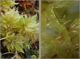 Attēlu rezultāti vaicājumam “Sphagnum cuspidatum”