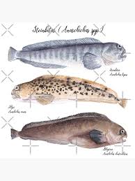 Image result for Anarhichas denticulatus