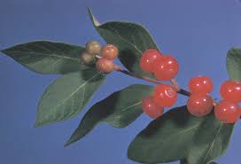 Attēlu rezultāti vaicājumam “Lonicera tatarica bud”