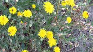 Attēlu rezultāti vaicājumam “Crepis paludosa fruit”