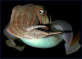 Attēlu rezultāti vaicājumam “Mollusca”