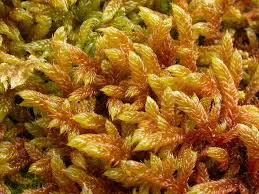 Attēlu rezultāti vaicājumam “Hypnum cupressiforme sporophyte”