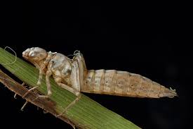 Attēlu rezultāti vaicājumam “exuvia”