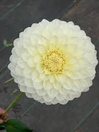 Image result for Dahlia `Snowflake`