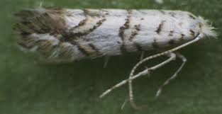 Attēlu rezultāti vaicājumam “Phyllonorycter platanoidella”
