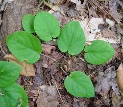 Attēlu rezultāti vaicājumam “Viola uliginosa leaf”