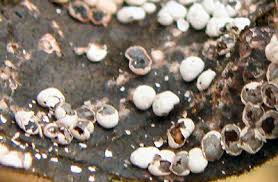 Attēlu rezultāti vaicājumam “Diderma testaceum”