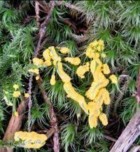 Attēlu rezultāti vaicājumam “Physarum virescens”