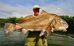 Image result for Pogonias cromis