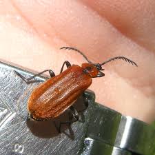 Attēlu rezultāti vaicājumam “Schizotus pectinicornis”