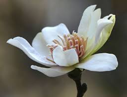 Attēlu rezultāti vaicājumam “Magnolia x loebneri flower”