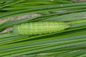 Attēlu rezultāti vaicājumam “Coenonympha arcania underside”