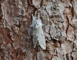 Attēlu rezultāti vaicājumam “Cerura vinula imago”