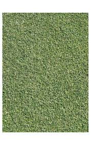 Attēlu rezultāti vaicājumam “Agrostis stolonifera”