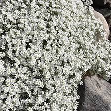 Attēlu rezultāti vaicājumam “Cerastium tomentosum flower”
