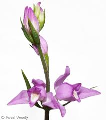 Attēlu rezultāti vaicājumam “Cephalanthera rubra flower”