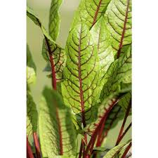 Image result for Sauerampfer