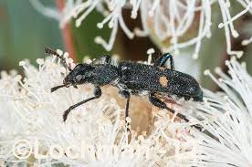 Attēlu rezultāti vaicājumam “Cleridae”