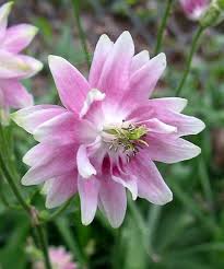 Attēlu rezultāti vaicājumam “Aquilegia vulgaris flower”