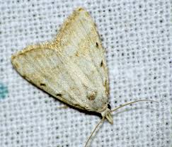 Attēlu rezultāti vaicājumam “Nola aerugula”