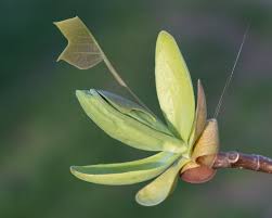 Attēlu rezultāti vaicājumam “Liriodendron tulipifera bud”
